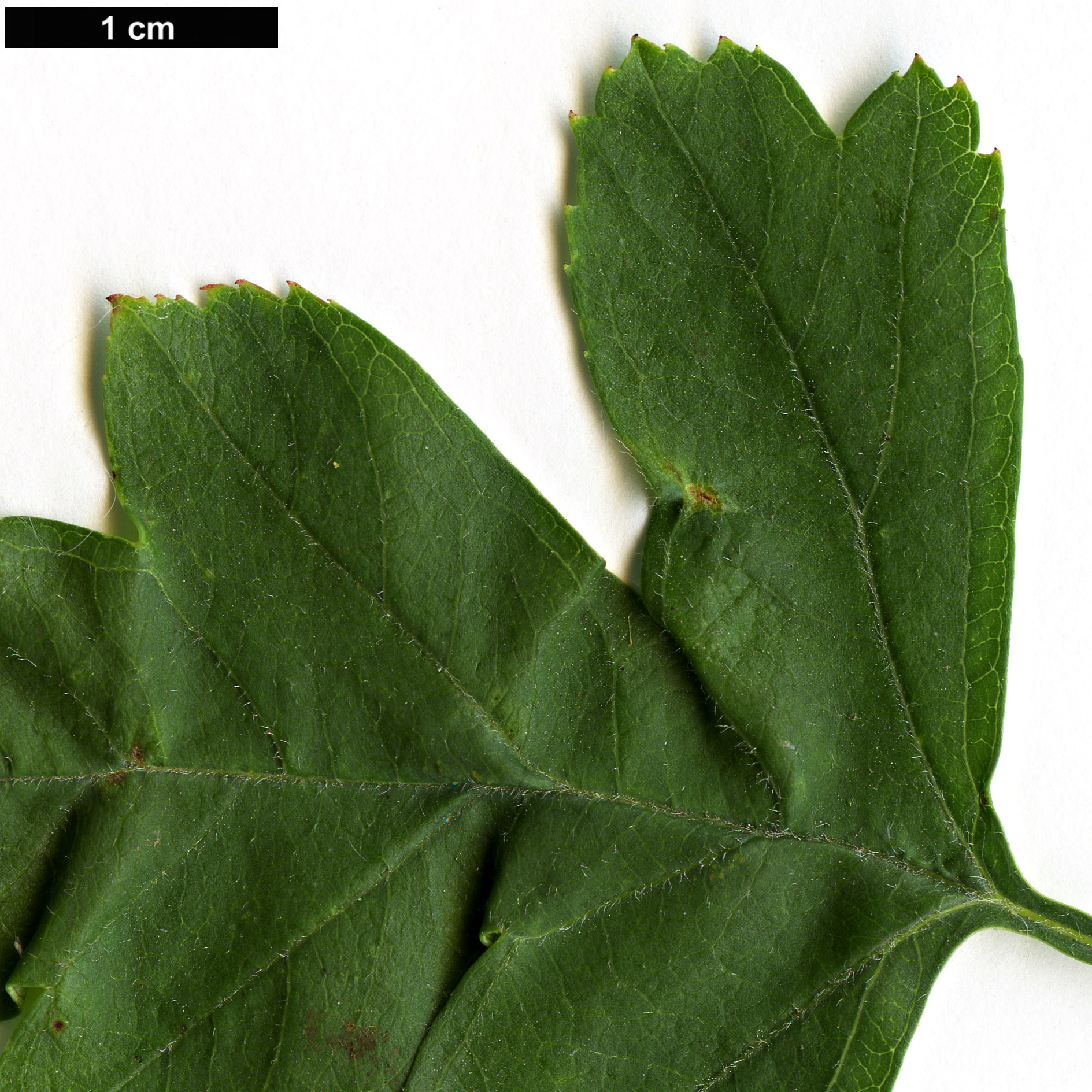 High resolution image: Family: Rosaceae - Genus: Crataegus - Taxon: ×calycina (C.laevigata × C.rhipidophylla)